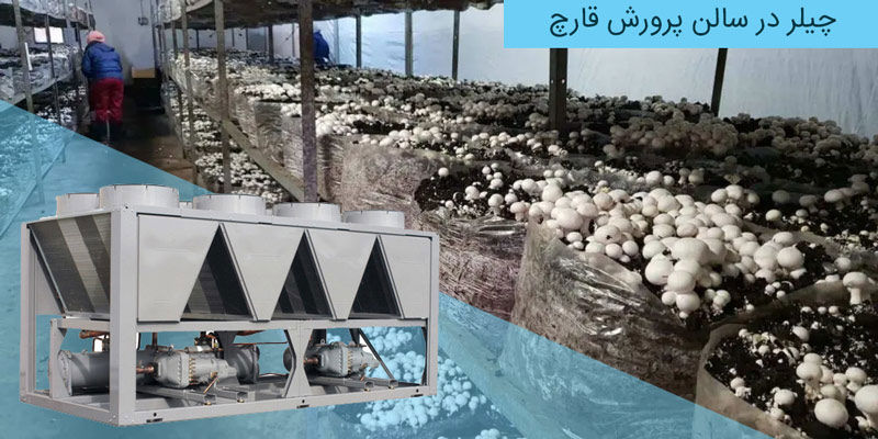 نقش چیلر در سالن پرورش قارچ نقش چیلر در سالن پرورش قارچ