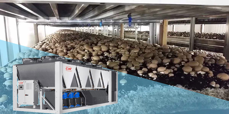 چیلر هوا خنک در سالن پرورش قارچ چیلر هوا خنک در سالن پرورش قارچ